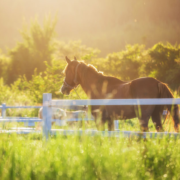 Horse Fencing Category