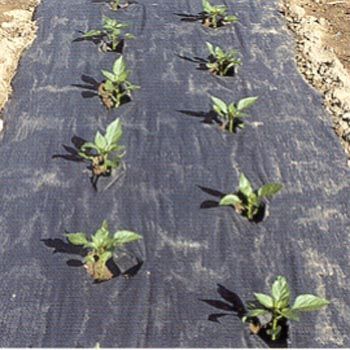 Paper Mulch Category