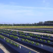 SRM Black Plastic Mulching Film Embossed (3ft x 2000ft)