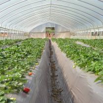 Agtec IRAD Premium EVA Greenhouse Film, 4 year 6mil (Choose Size)