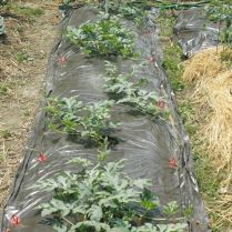 SRM Solar Plastic Mulching Film Embossed (4ft x 2400ft)