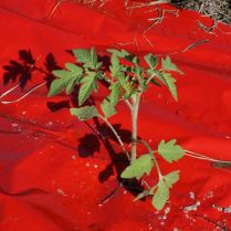 Ken-Bar SRM Red Plastic Mulching Film Smooth (4ft x 600ft)