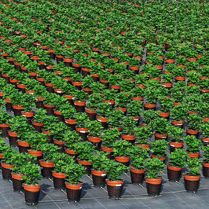 Winfab 1510 Ground Cover