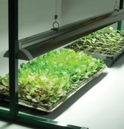Jumpstart grow on sale light system