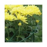 Collapsible Grid Plant Brace 25in Legs 16in Hoop (3 pack)