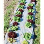 Dewitt Paper Mulch (3ft x 300ft)