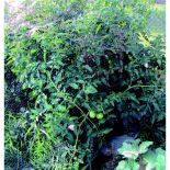 Dewitt Bird Barricade Netting (14ft x 200ft)