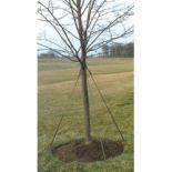 Green Tree Tie Webbing 500 ft