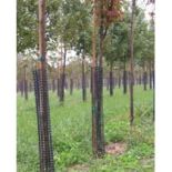 Plastic Tree Bark Protectors 24in Height (Pack of 10)