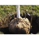 Tree Staple Root Anchor 48in