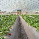 Agtec IRAD Premium EVA Greenhouse Film, 4 year 6mil (Choose Size)