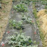 SRM Solar Plastic Mulching Film Embossed (4ft x 2400ft)