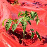 AgTec SRM Red Plastic Mulch 1 mil (4ft x 1000ft)