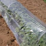 Low Tunnel Clear Slitted Plastic 0.8 mil (6’ x 1000’)