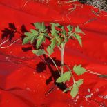 Ken-Bar SRM Red Plastic Mulching Film Smooth (4ft x 600ft)