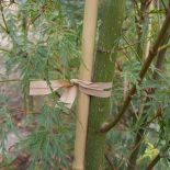Nursery Stretch Ties Expanding Tree Supports 1/2in x 6in Green (Pack of 4000)